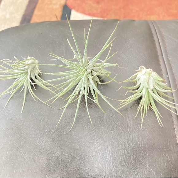 The Unbranded Brand Other - Air Plant Trio